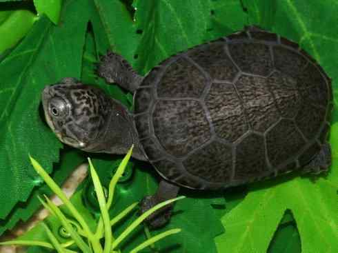 玄武：传说的兽原型探秘（侧颈龟类）