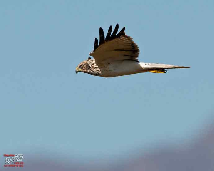 官厅水库&nbsp;wbr路&nbsp;wbr金秋十一猛