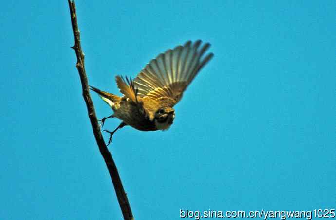 烏鶲（记录版）