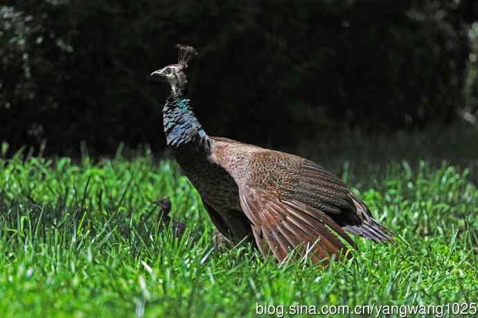 母与子（蓝孔雀）