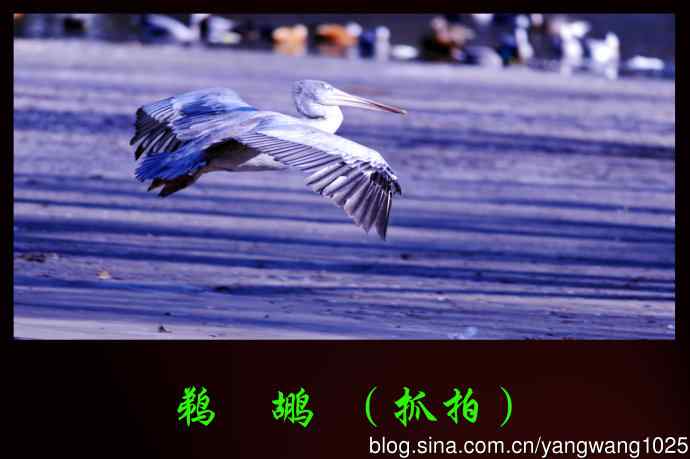 北京动物园的鸟类——鹈鹕（抓拍）