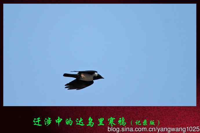 北京南海子公园的鸟类——迁涉中的达乌里寒鸦(记录版)
