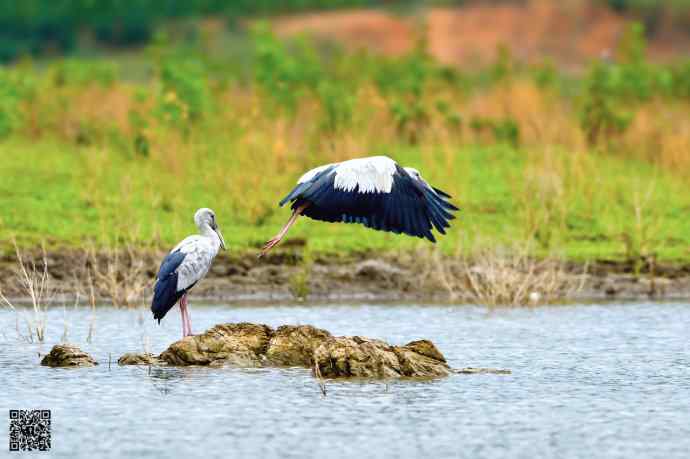 2006年首次发现的大鸟鈥斺斍祓