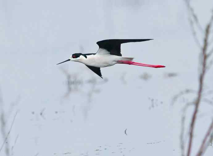 官厅水库&nbsp;wbr路&nbsp;wbr黑翅长脚鹬