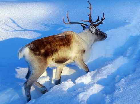 麒麟：传说的兽原型探秘（驼鹿）