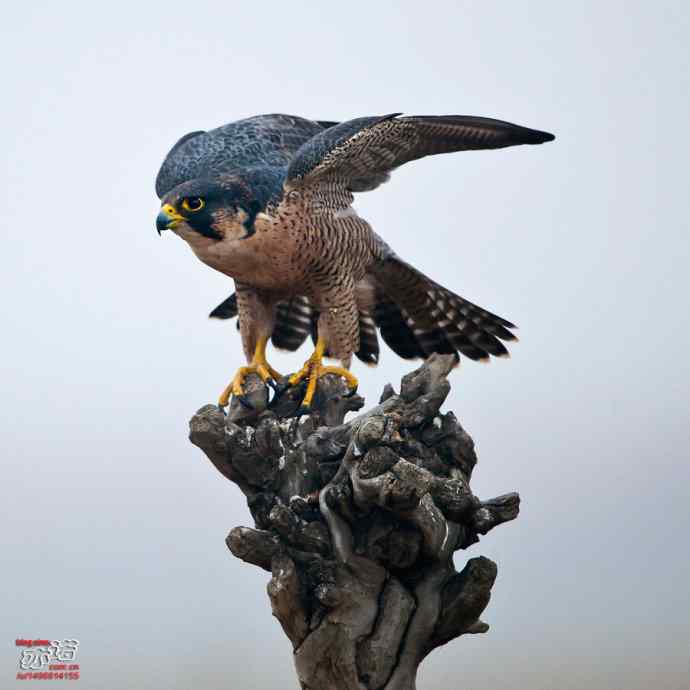 官厅水库&nbsp;wbr路&nbsp;wbr世界上飞行甚快的鸟：游隼