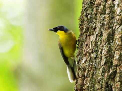 美丽无罪：雀鸟之噪鹛