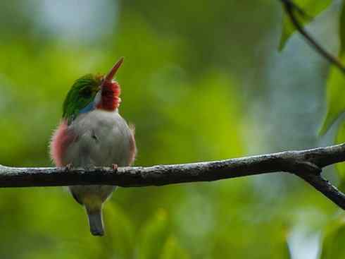 绝色攀禽：佛法僧目之短尾鴗