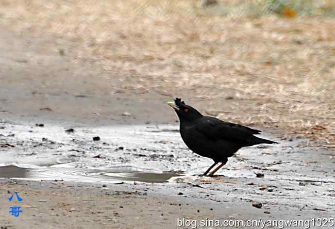 北京天坛公园拍鸟——沐浴（八哥）