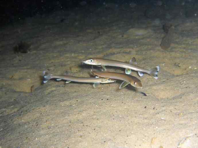 鱼类活化石：虱目鱼