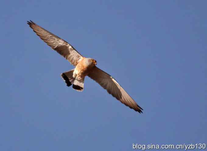 实拍易危物种鈥斺敾谱溃ㄗ橥迹10张图片）