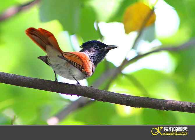也拍鈥準俅潯菊掌
