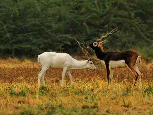 麒麟：传说的兽原型探秘（狷羚）