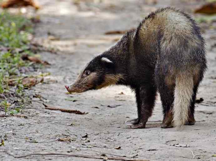 犬科：狐亚科之大耳狐