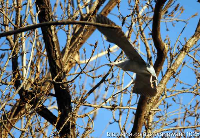 落向枝头的夜鹭（1）