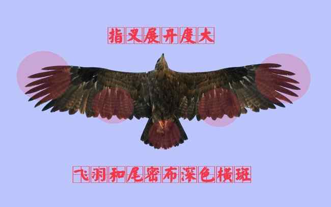 草原雕成鸟 猛禽大全——中国东部地区27种迁徙类猛禽辨识