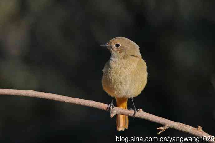 雌性北红尾鸲（3）