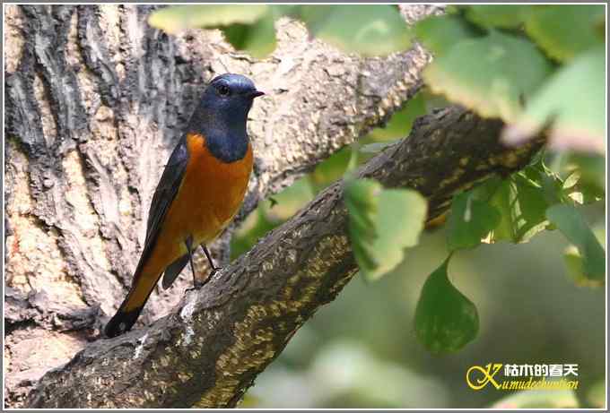 新鸟鈥溊抖詈煳拆垛潯菊掌
