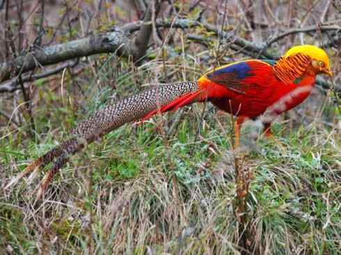 家禽驯化之源之八