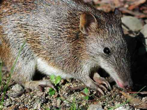 动物世界：山寨还是原创之十三（袋狸、鼩鼱 编辑）