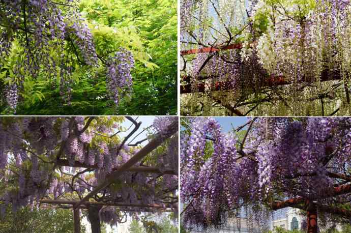 186.紫藤园