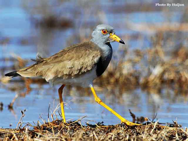 风乍起 wbr吹皱一湖碧水(观赏灰头麦鸡)