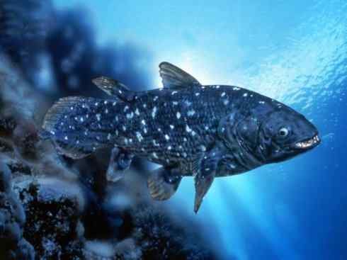 鱼类活化石：矛尾鱼