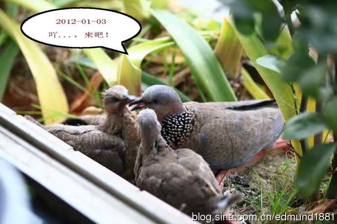 珠颈斑鸠育儿记