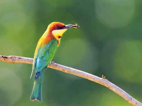 绝色攀禽：佛法僧目之蜂虎3