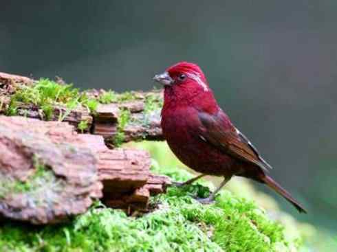 极品红色鸟类：酒红朱雀
