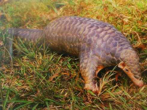 动物世界：山寨还是原创之六