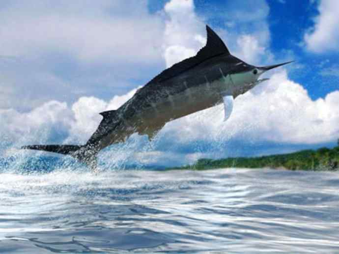 鱼类活化石：帆蜥鱼