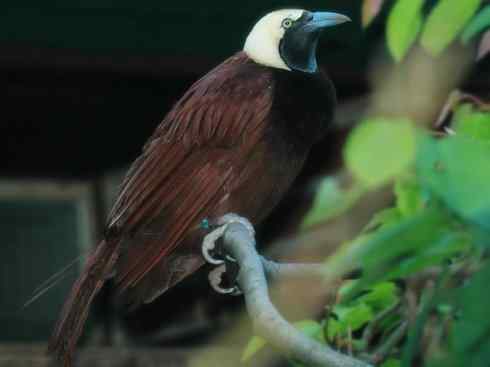 美丽无罪：雀鸟之极乐鸟