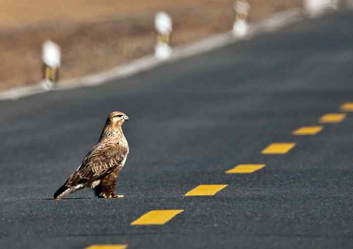 达里湖&nbsp;wbr路&nbsp;wbr大鵟