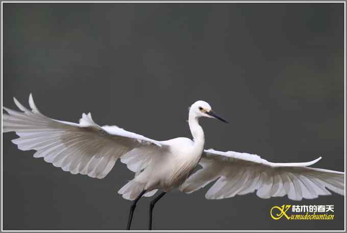 伯劳与白鹭【照片}