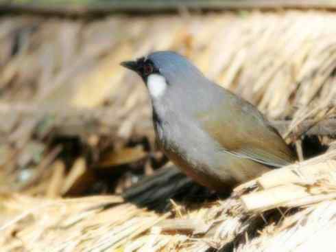 家禽驯化之源之十六