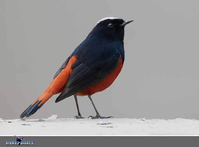 戴贝雷帽の白顶溪鸲