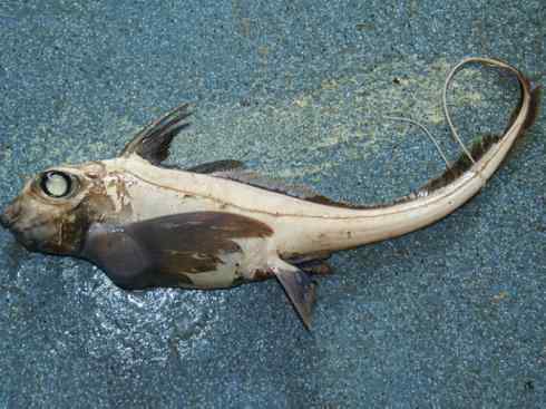 鱼类活化石：银鲛