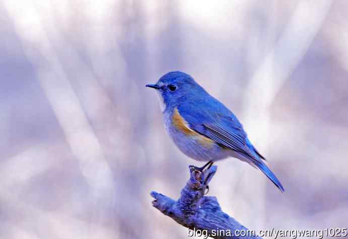 雄性红胁蓝尾鸲(11) 雄性红胁蓝尾鸲(11)