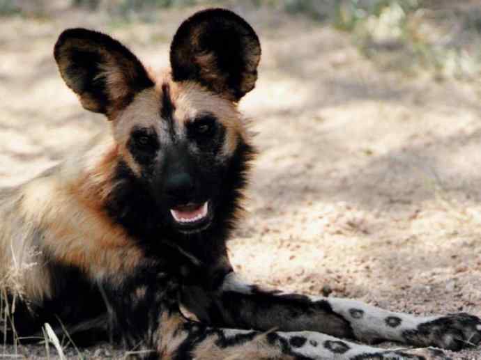 犬科：薮犬亚科非洲野犬属之非洲野犬