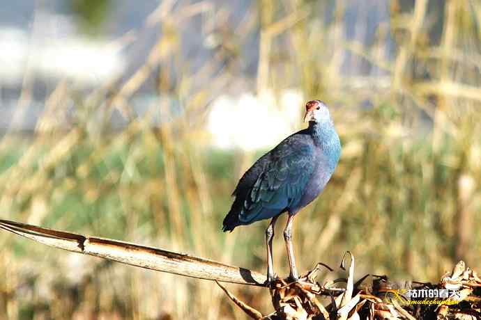 云南拍鸟：紫水鸡