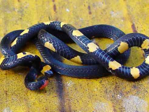 龙：传说的兽原型探秘（环蛇类）