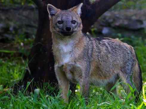 狈：传说的兽原型探秘（狐）