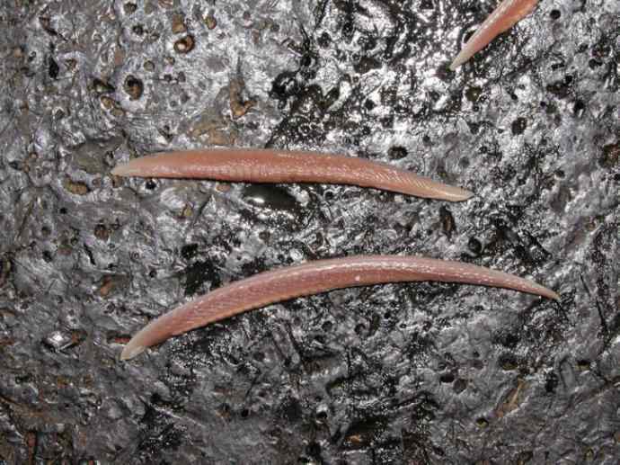 鱼类活化石：盲鳗