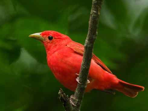 极品红色鸟类：玫红比蓝雀