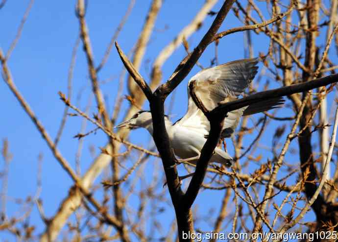 落向枝头的夜鹭（1）