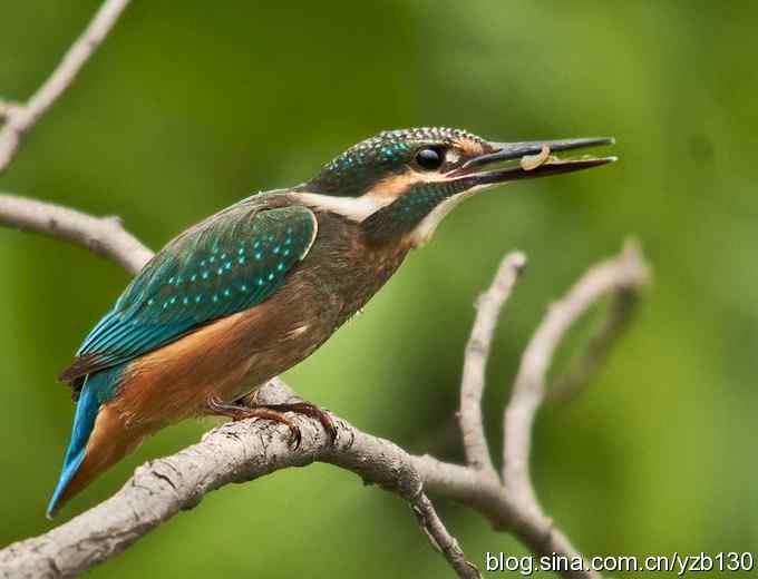 小翠吃虾（组图，16张图片）