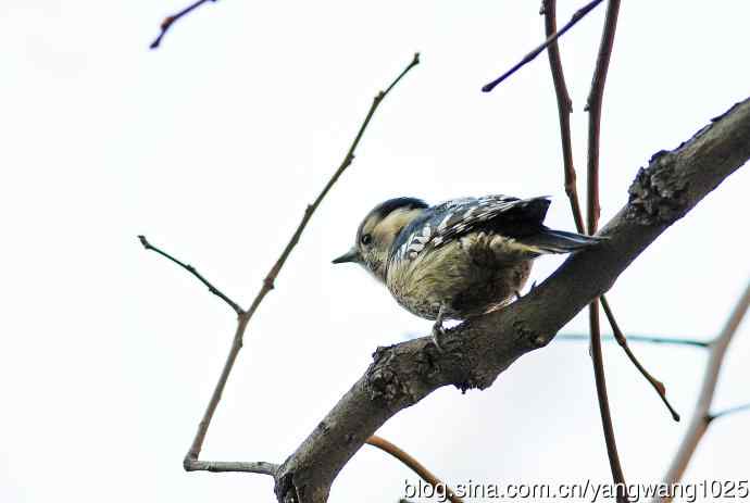 白背啄木鸟（记录版）