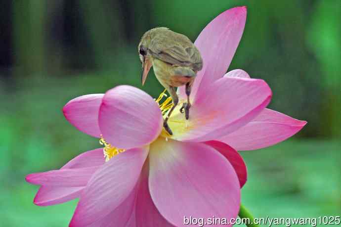 东方大苇莺与荷花(7) 东方大苇莺与荷花(7)