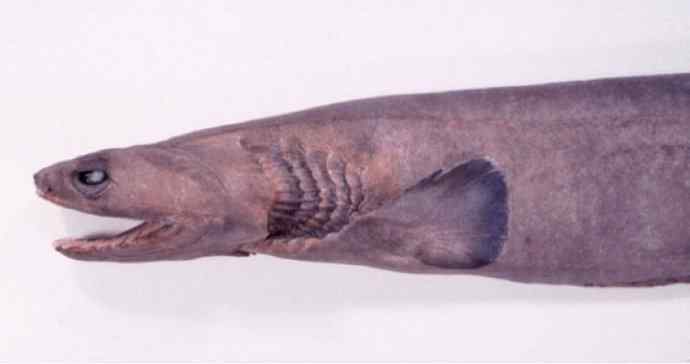 鱼类活化石：皱鳃鲨